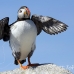 puffin_atlantic_msi_h_2557_can1929.jpg